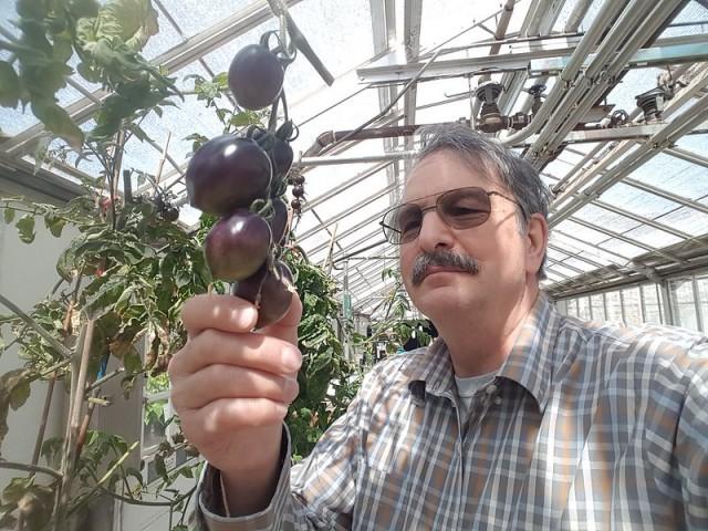 Jim Myers, researcher, examining purple tomatoes growing